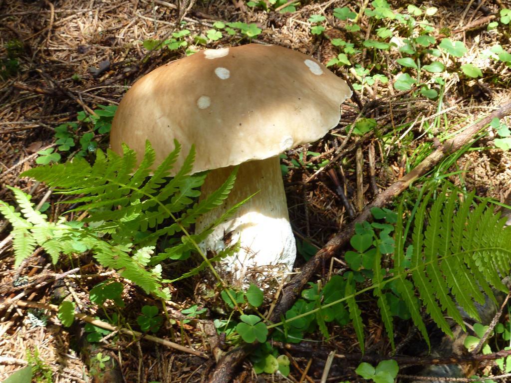Bio-Bauernhof Rettenbachgut Werfen Esterno foto