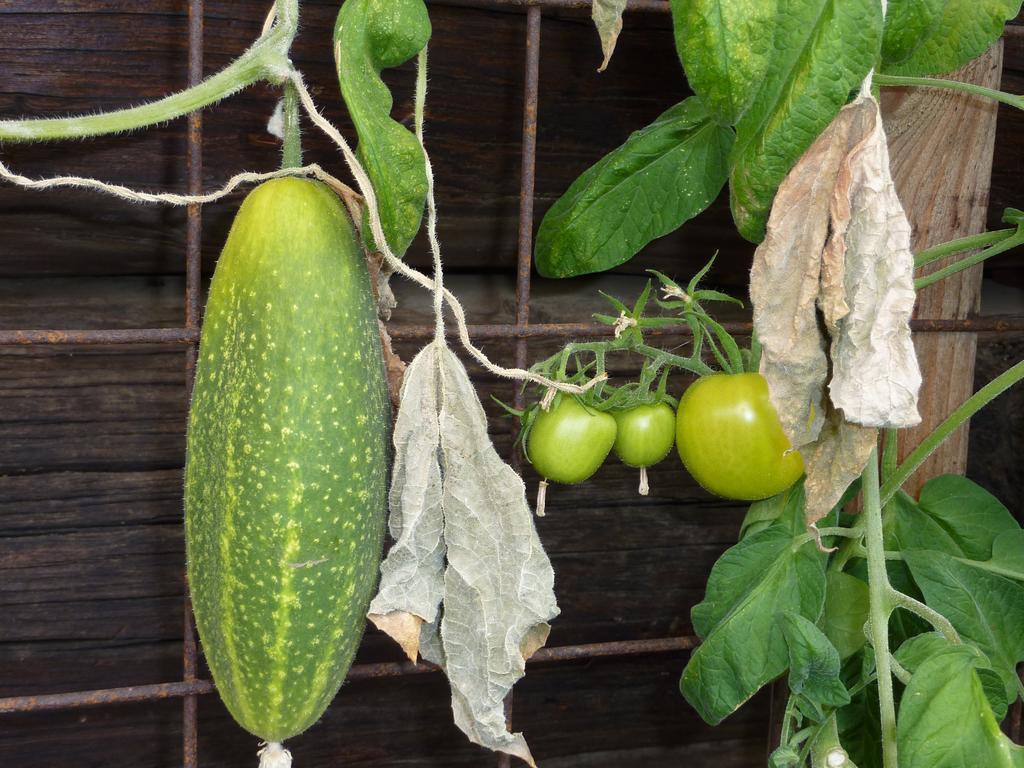 Bio-Bauernhof Rettenbachgut Werfen Esterno foto