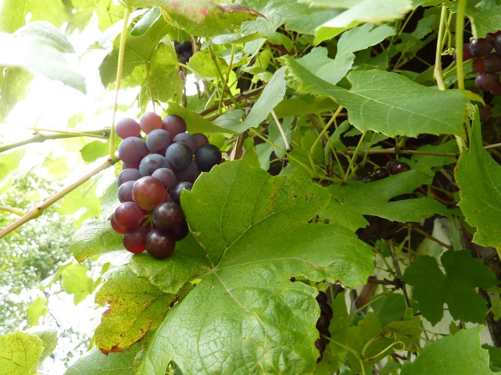 Bio-Bauernhof Rettenbachgut Werfen Esterno foto