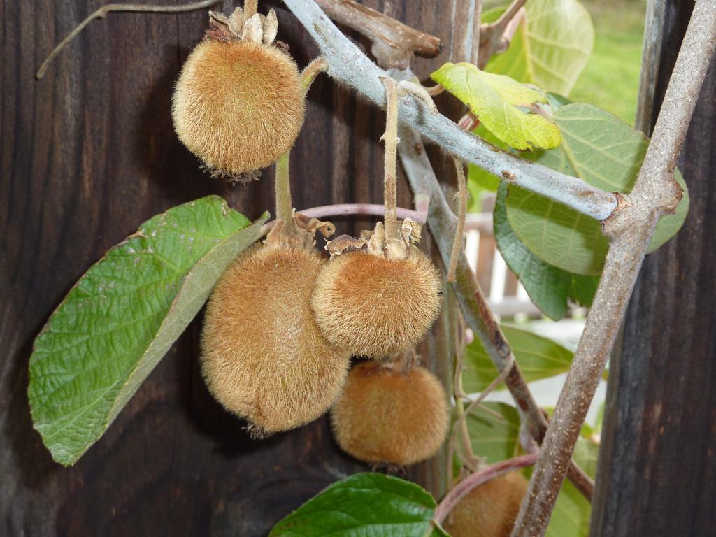 Bio-Bauernhof Rettenbachgut Werfen Esterno foto