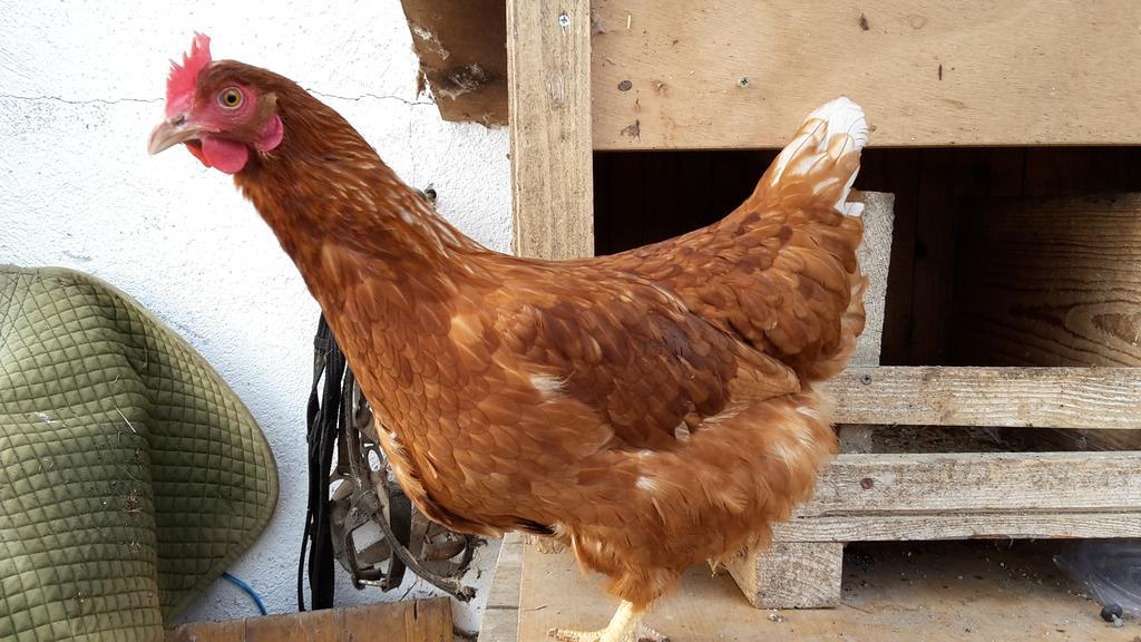 Bio-Bauernhof Rettenbachgut Werfen Esterno foto