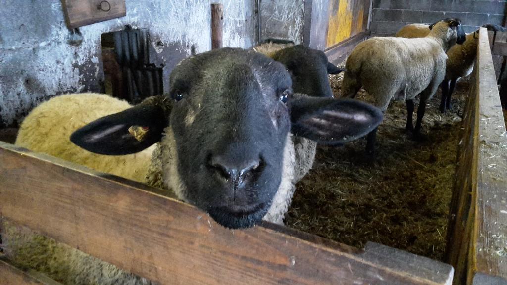Bio-Bauernhof Rettenbachgut Werfen Esterno foto